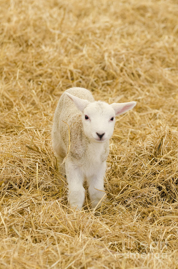 Spring lamb #1 Photograph by Steev Stamford