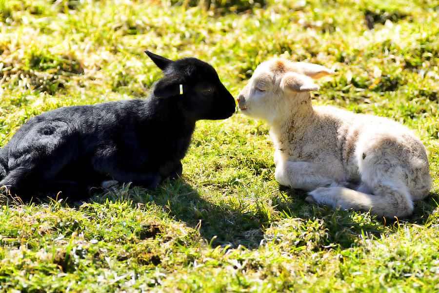 Spring Lambs #1 Photograph by Thomas R Fletcher