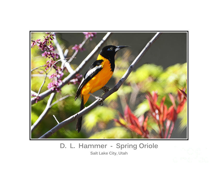 Spring Oriole #1 Photograph by Dennis Hammer