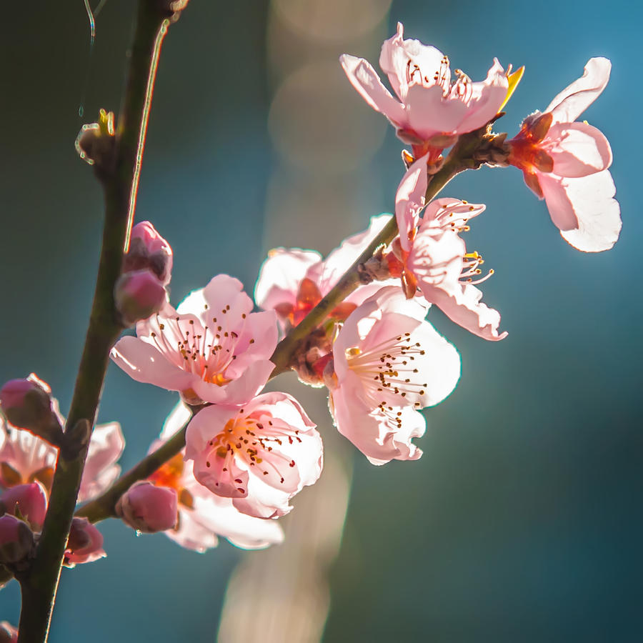 Spring Peach Tree Blossom #1 Photograph by Alex Grichenko