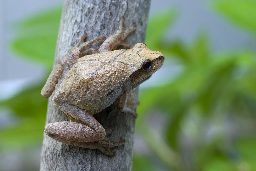 Spring Peeper #1 Photograph by Paul Whitten