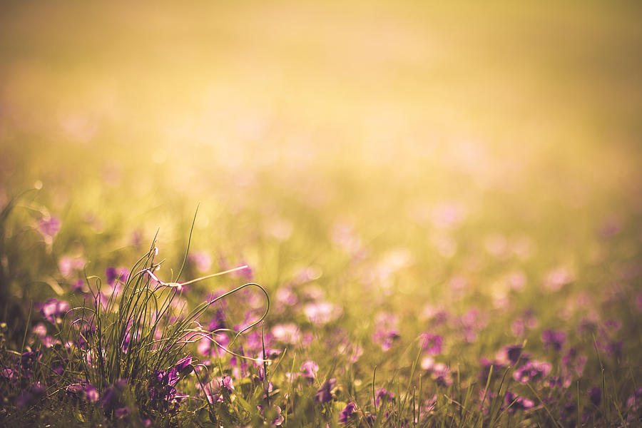 Spring Photograph - Spring #1 by Shane Holsclaw