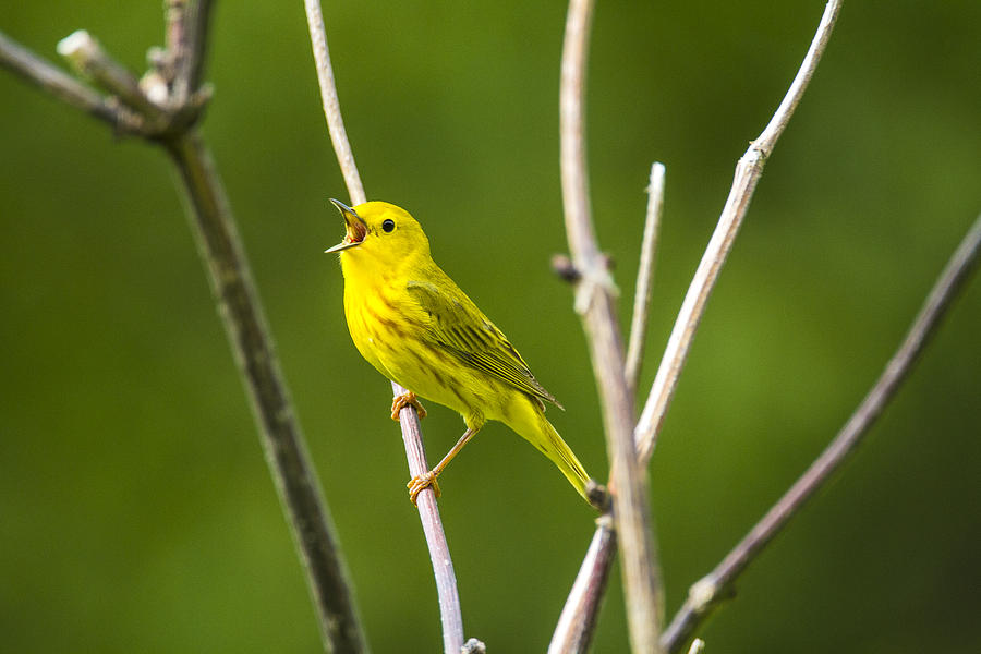 Warbler Photograph - Spring Sing #1 by Doug Lloyd