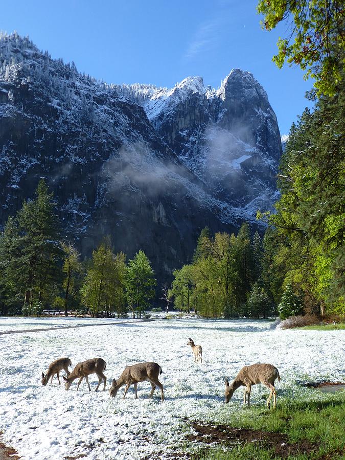 Yosemite National Park Photograph - Spring Snow in Yosemite #1 by Mike Barnes