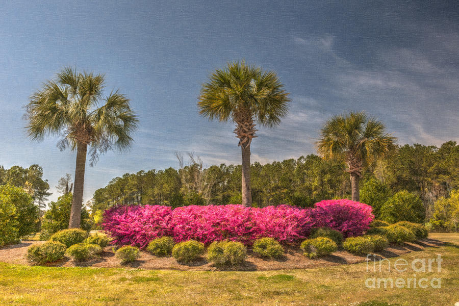 Spring Time In Charleston Photograph