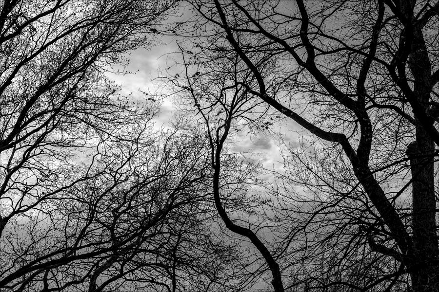 Spring Trees and Clouds Photograph by Robert Ullmann | Fine Art America