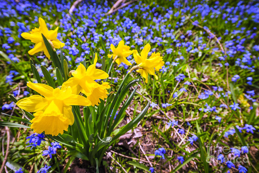 Spring wildflowers 2 Photograph by Elena Elisseeva