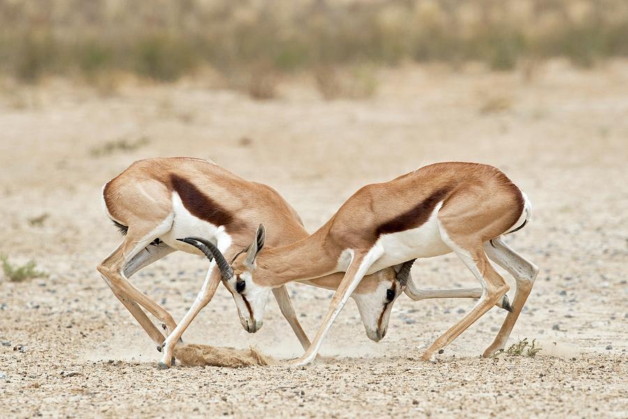 Animal Photograph - Springbok Males In Territorial Combat #1 by Tony Camacho