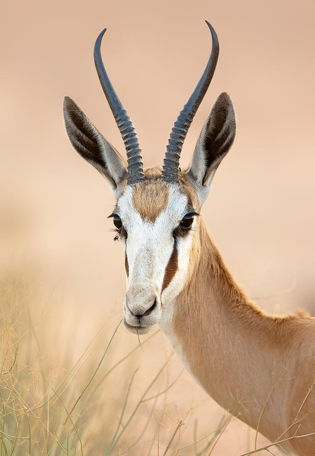 Springbok Portrait Photograph