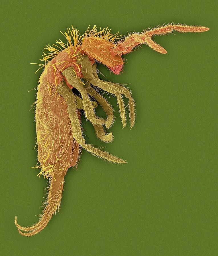 Springtail (order Collembola) Photograph by Dennis Kunkel Microscopy/science Photo Library