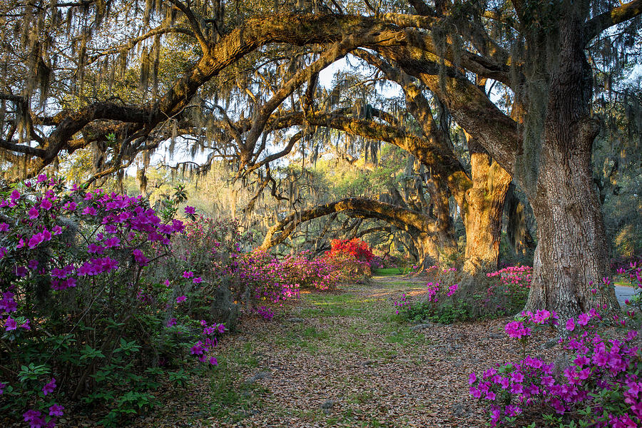 Springtime at Magnolia Plantation 10 #1 Photograph by Walt  Baker