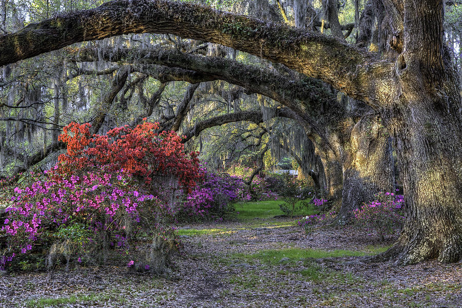 Springtime at Magnolia Plantation 19 #1 Photograph by Walt  Baker
