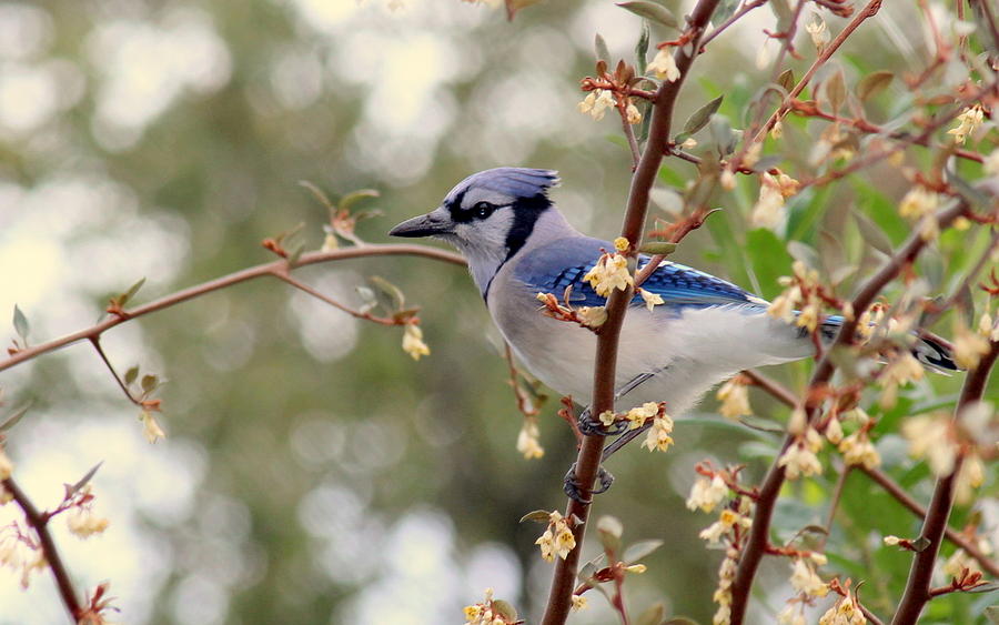 Blue Jay Photograph - Springtime Blue Jay #1 by Rosanne Jordan