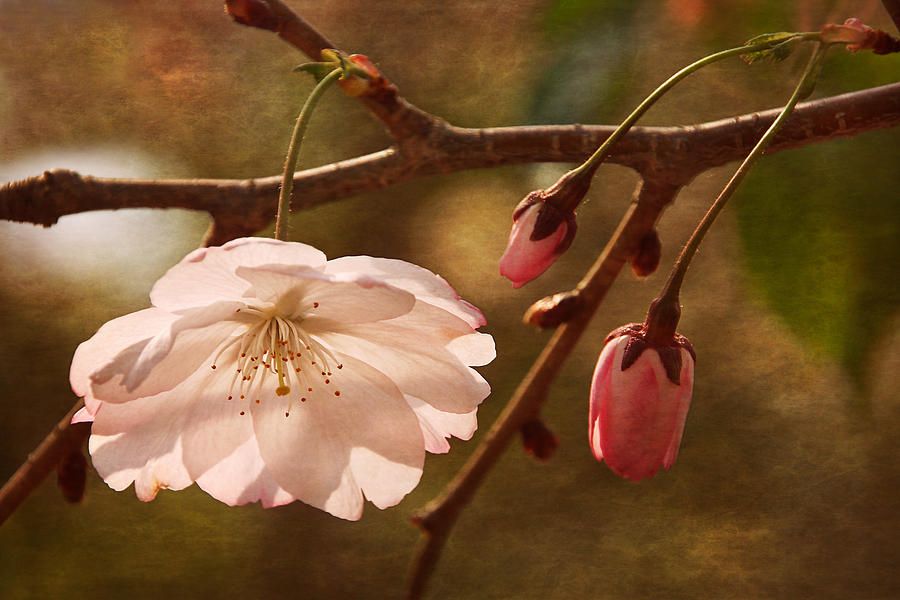 Springtime Cherry Blossoms #1 Photograph by Leda Robertson