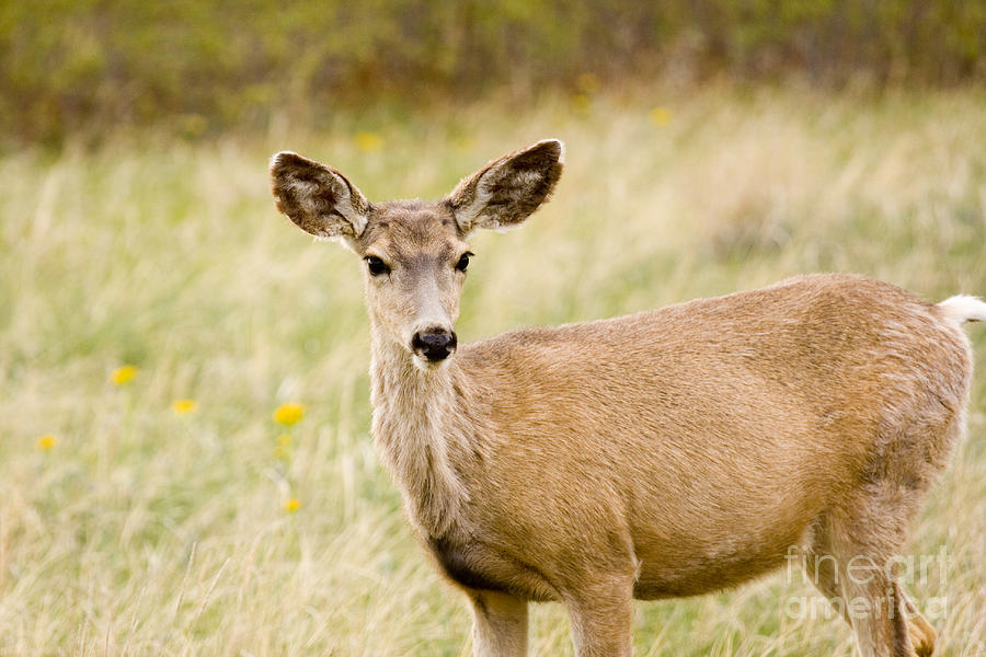 Springtime Deer Photograph