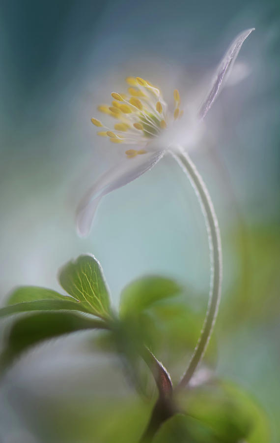 Flower Photograph - Springtime #1 by Heidi Westum
