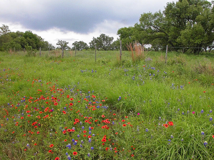Springtime in the Hill Country #1 Photograph by Lynn Bauer