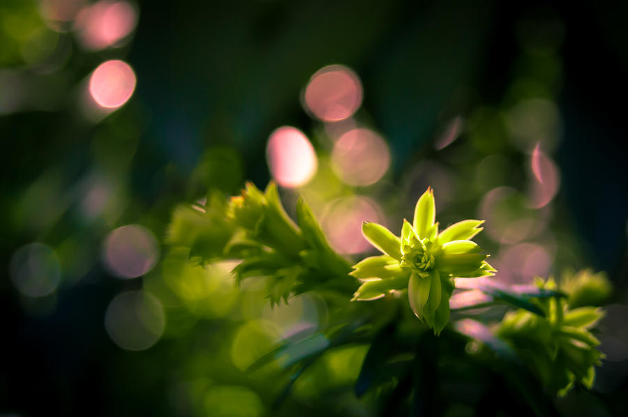 Sprout On Fire Photograph By Jen Baptist Fine Art America