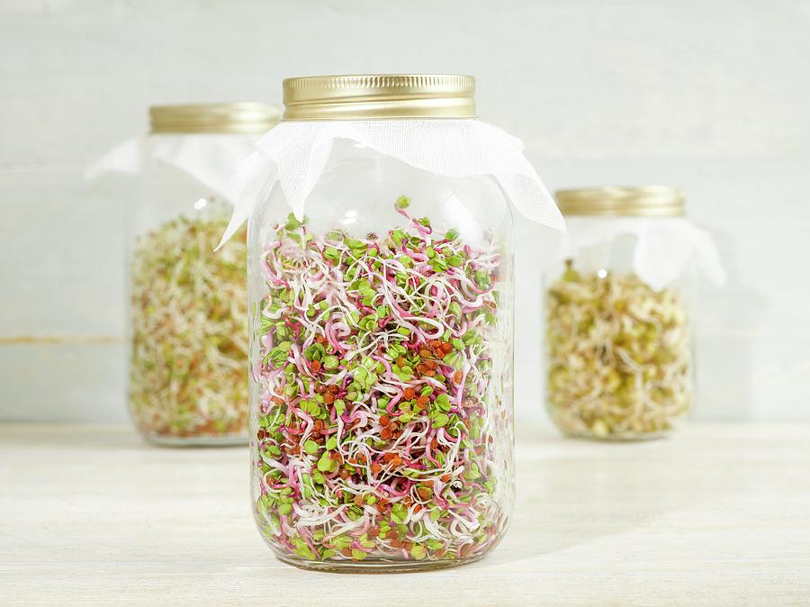 Sprouting Beans In Jars #1 Photograph by Science Photo Library
