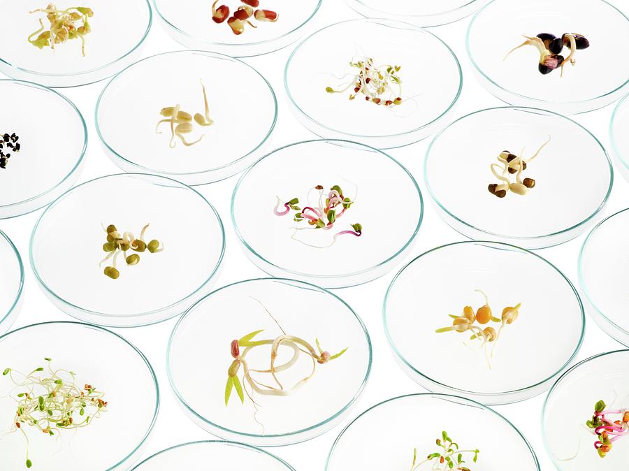 Sprouting Beans In Petri Dishes #1 Photograph by Science Photo Library