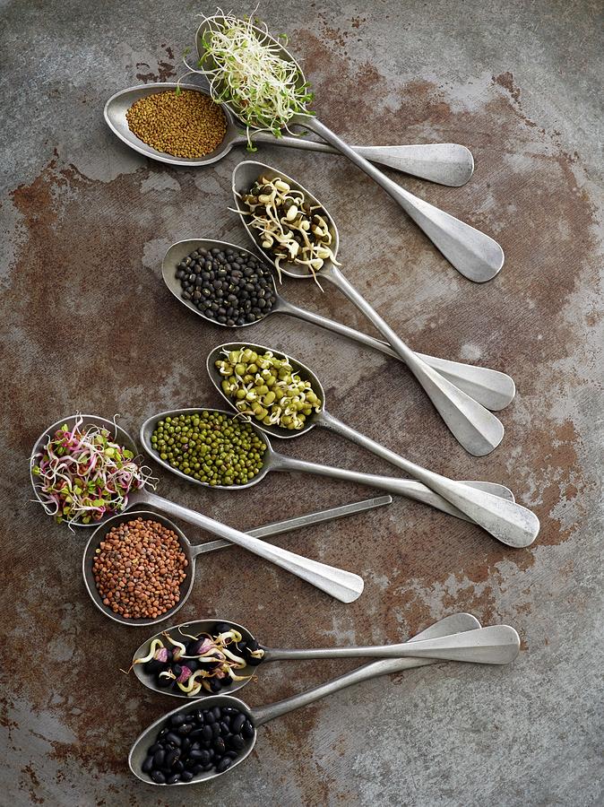 Sprouting Beans On Spoons #1 Photograph by Science Photo Library