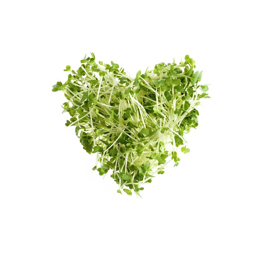 Sprouting Cress #1 Photograph by Science Photo Library