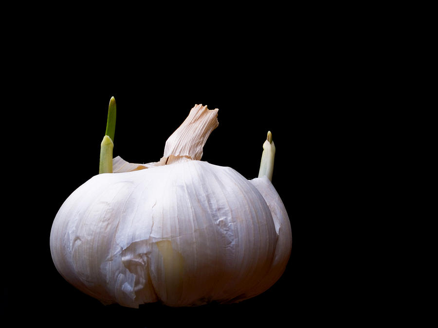 Sprouting Garlic Photograph