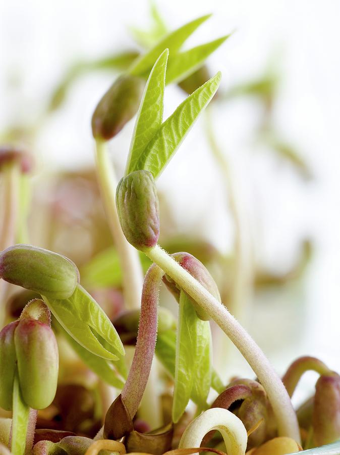 Sprouting Mung Beans #1 Photograph by Science Photo Library