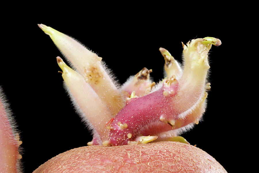 Potato Photograph - Sprouting Potato #1 by Steve Horrell/science Photo Library