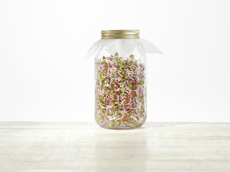 Sprouting Rose Radish In A Jar #1 Photograph by Science Photo Library