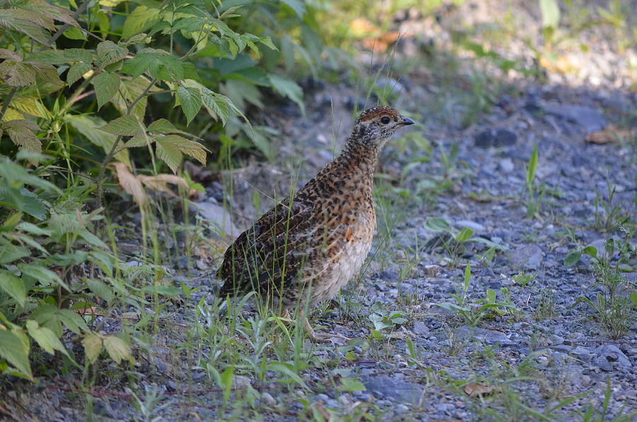 Spruce Grouse #2 Photograph by James Petersen