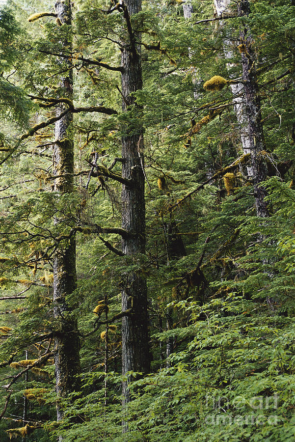 Sitka Spruce Photograph - Spruce-hemlock Forest, Alaska #1 by Gregory G. Dimijian, M.D.