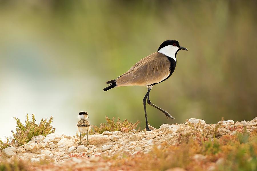 Spur-winged Lapwing Vanellus Spinosus #1 Photograph by Photostock-israel