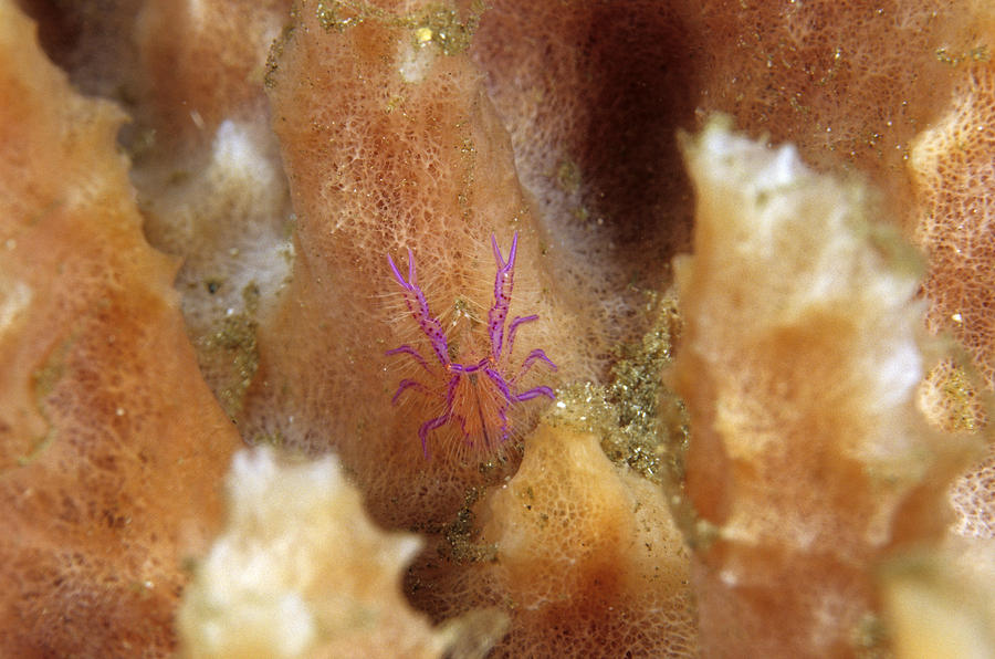 Squat Lobster #1 Photograph by Andrew J. Martinez