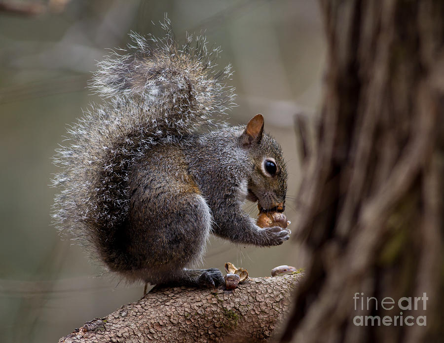 Squirrel II Photograph by Douglas Stucky