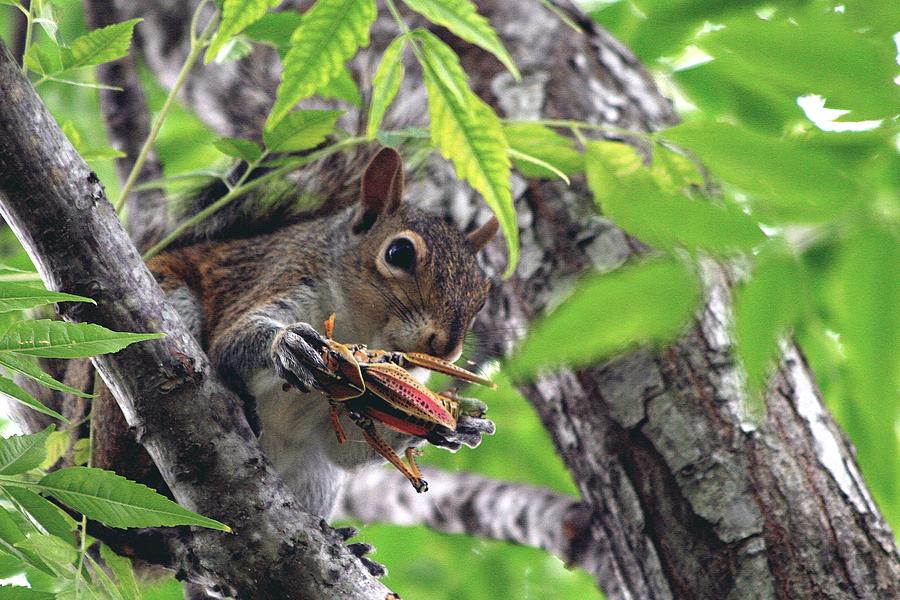Squirrel eating Photograph by Ira Runyan Pixels