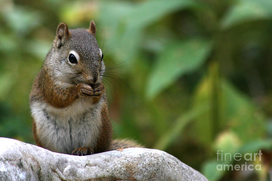Squirrel #1 Photograph by Inge Riis McDonald