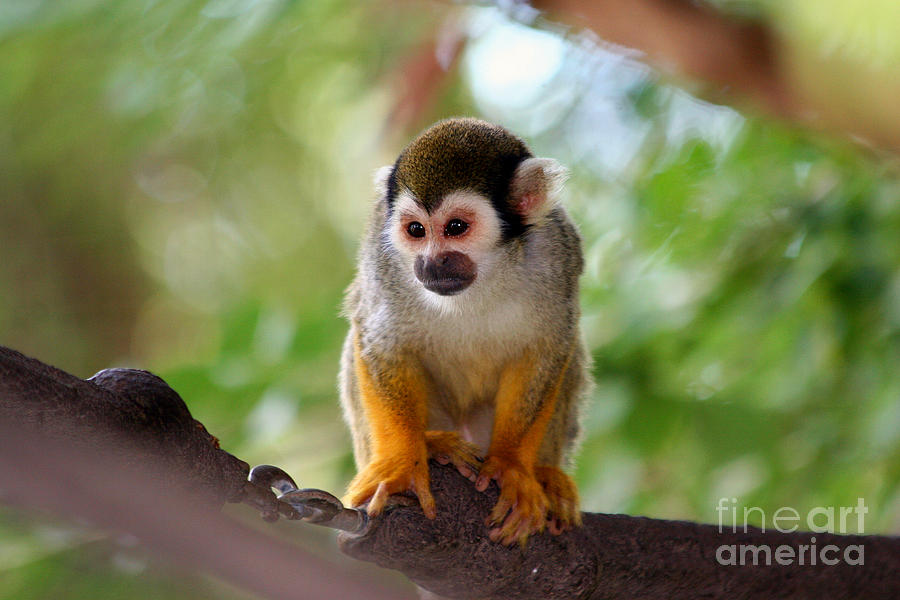 Squirrel Monkey #1 Photograph by Afrodita Ellerman