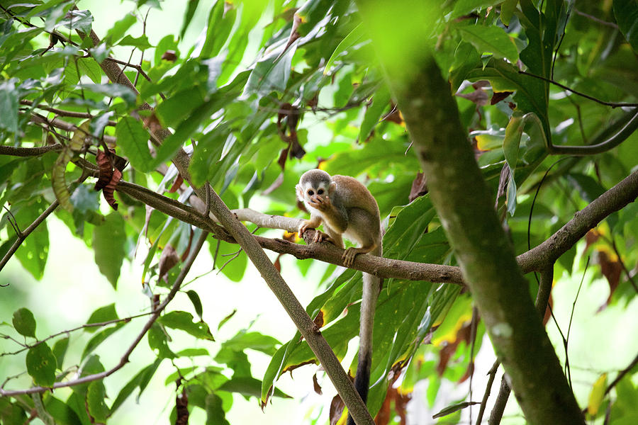 Wildlife Photograph - Squirrel Monkey Eats Fruits And Insects #1 by Larry Westler