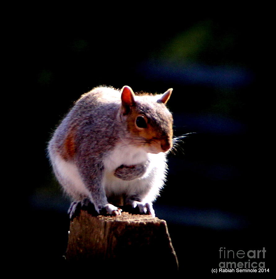 Squirrel #1 Photograph by Rabiah Seminole