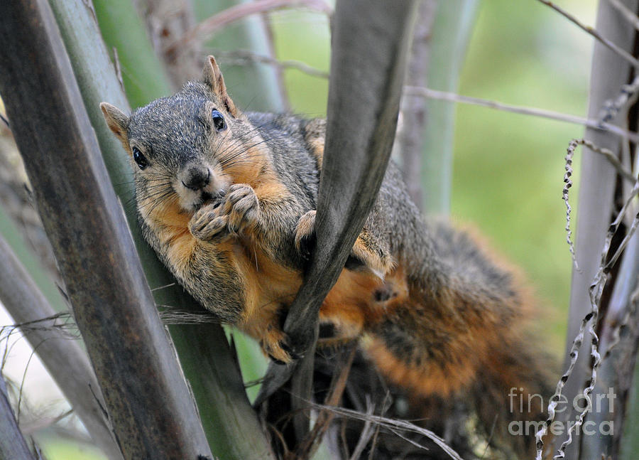 Squirrel #2 Photograph by Savannah Gibbs