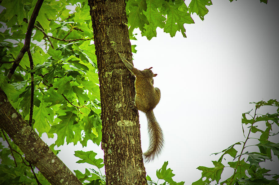 Squirrel With An Itch To Scratch Photograph by Jens Larsen