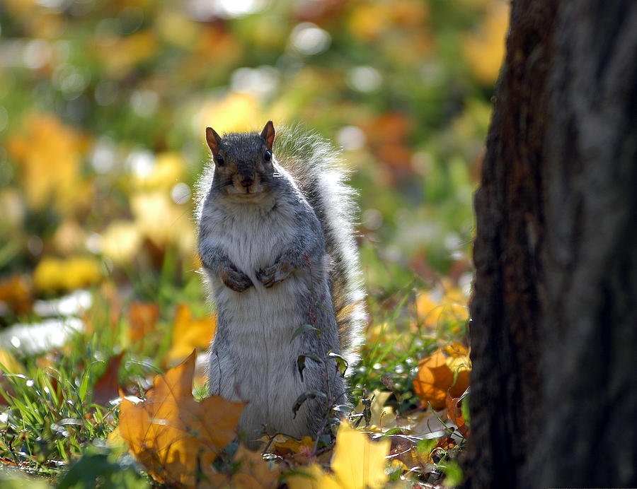Squirrel #1 Photograph by Yue Wang