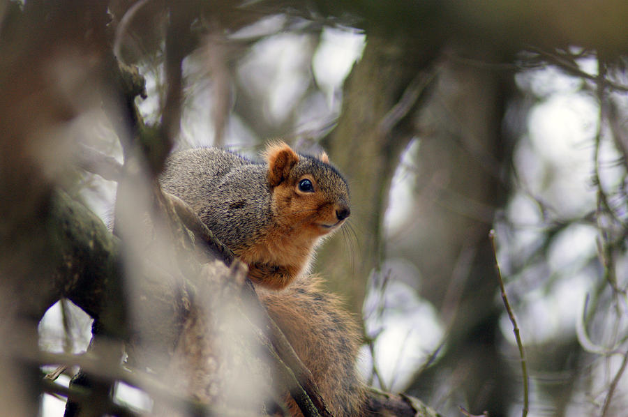 Squirrely #1 Photograph by Off The Beaten Path Photography - Andrew Alexander