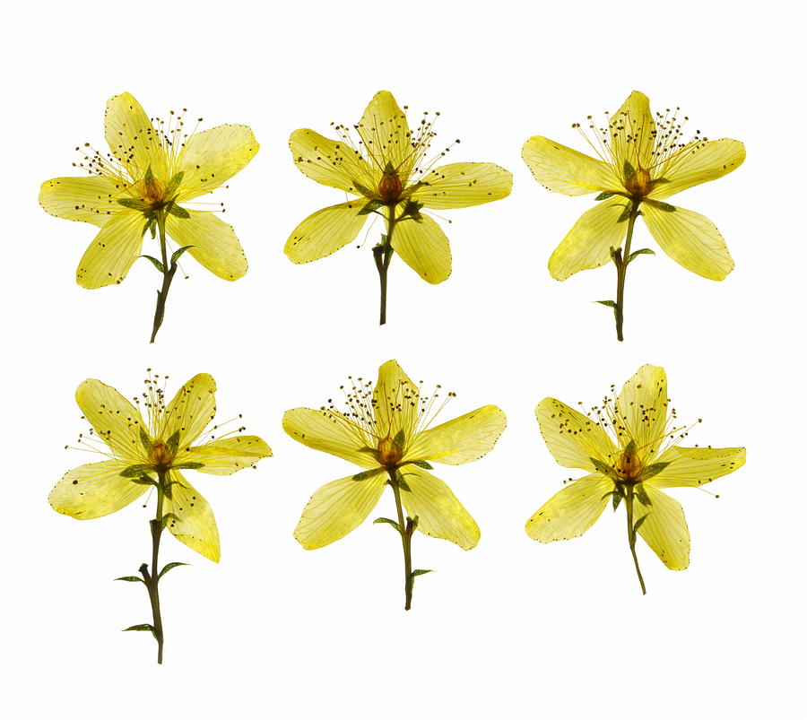 Flower Photograph - St Johns Wort Flowers #1 by Gustoimages/science Photo Library