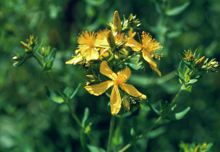 Flower Photograph - St Johns Wort Flowers #1 by Th Foto-werbung/science Photo Library
