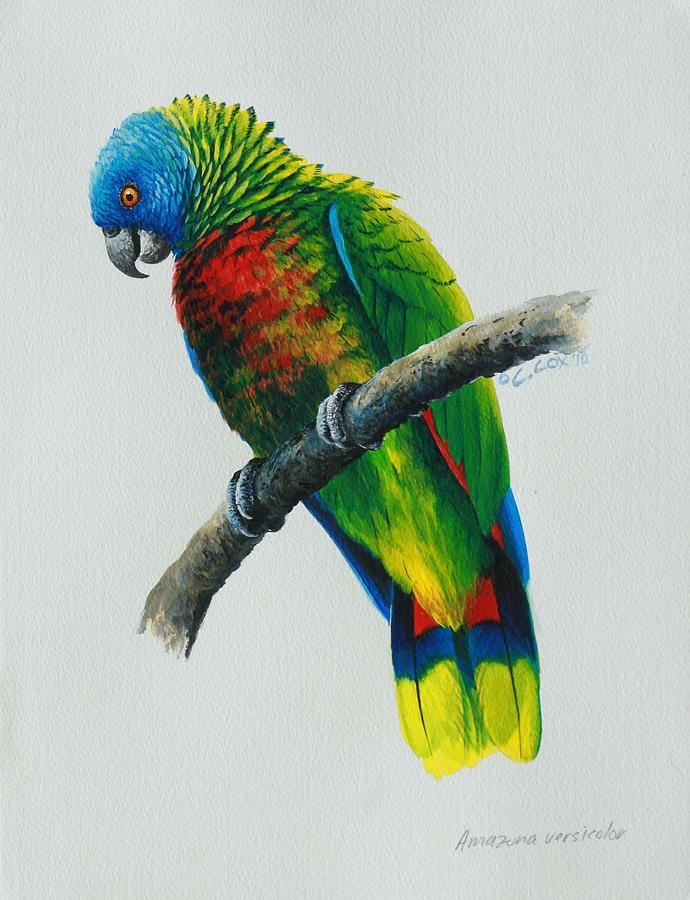 Bird Painting - St Lucia Parrot #1 by Christopher Cox