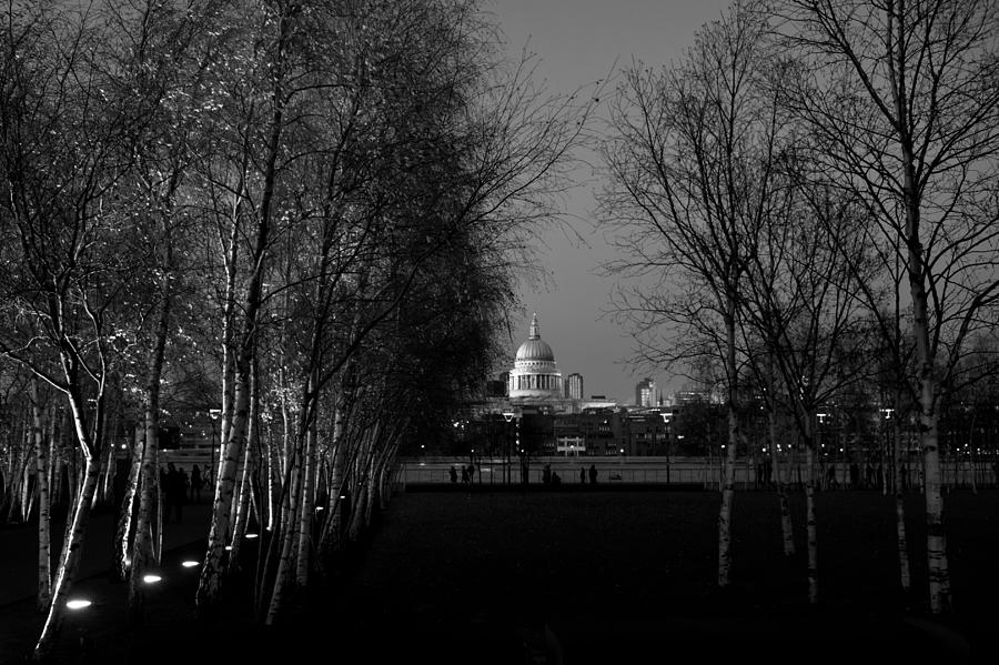St Pauls with silver birches #2 Photograph by Gary Eason