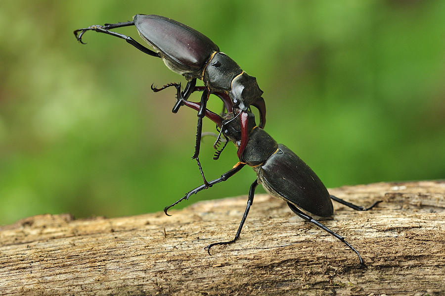 Stag Beetle Fighting Switzerland #1 Photograph by Thomas Marent