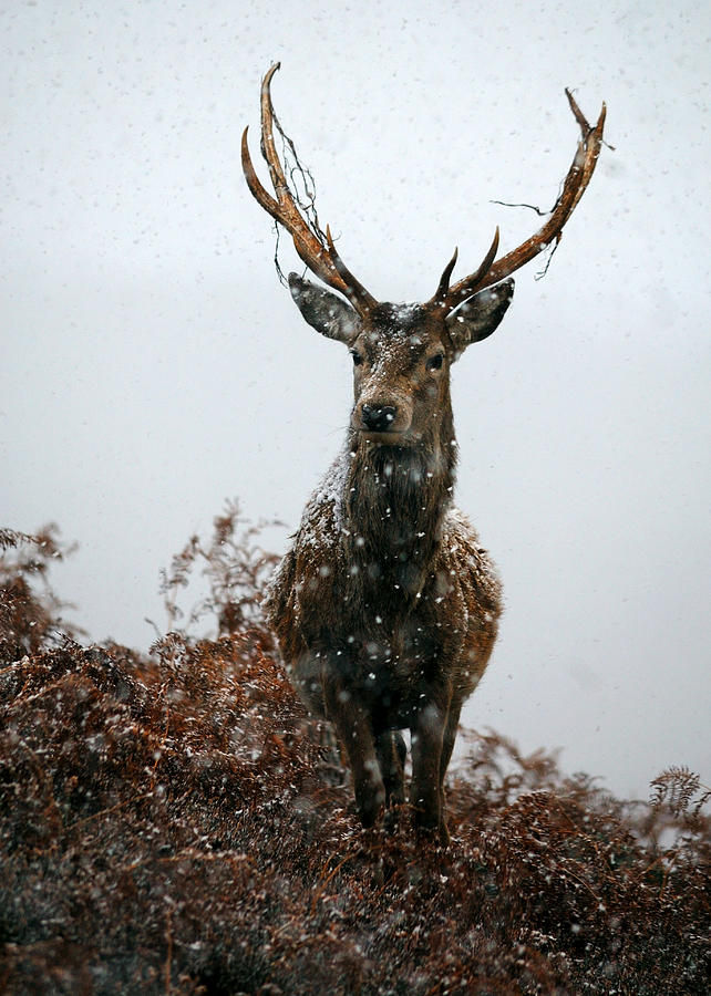 Stag in a snowstorm #1 Photograph by Gavin macrae